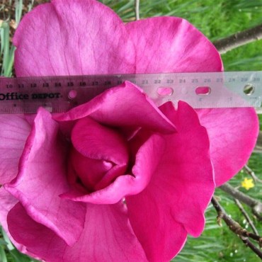 феликс с линейкой